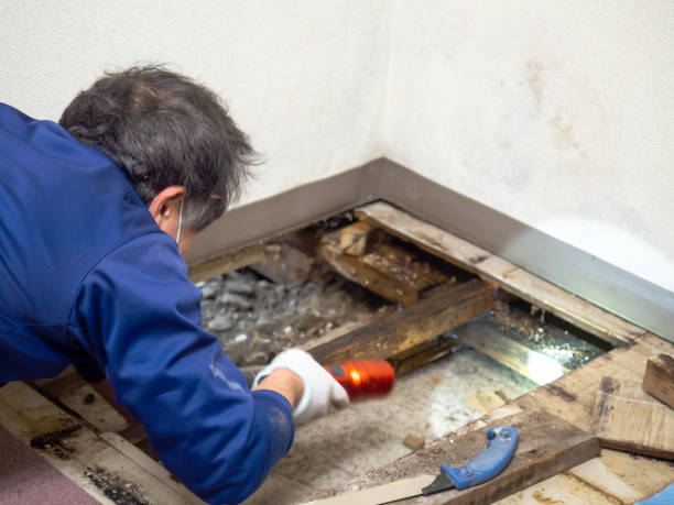 Trusted Monaca, PA Mold Remediation Experts