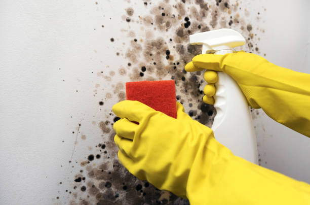 Best Post-Flood Mold Remediation in Monaca, PA